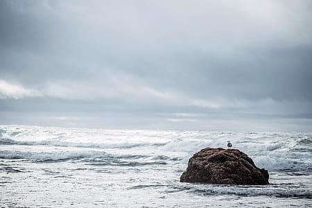 brown bird on rock formation surrounded by body of water during daytime thumbnail