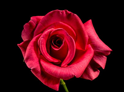 red rose thumbnail
