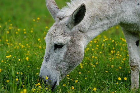 white pony eating grass thumbnail
