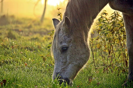 close-up photo of brown and white horse eating grass thumbnail