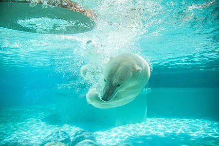 polar bear swimming on pool thumbnail