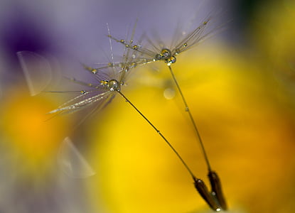 micro photography of flower buds thumbnail
