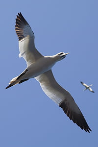 low angle view of bird flying thumbnail