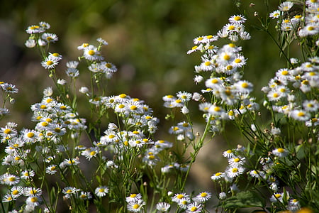 selective focus photography of white baby's breath flowers thumbnail