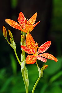 Leopard Flowers Against Green Background. Flowers and buds of an ornamental plant Iris domestica, commonly known as leopard lily, blackberry lily, and leopard flower. The bloom of each individual flower only last a single day. thumbnail
