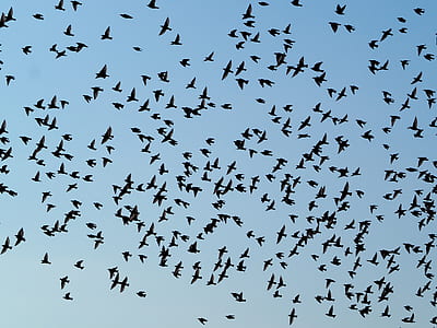 low angle photo of silhouette of flock of birds flying under blue sky thumbnail