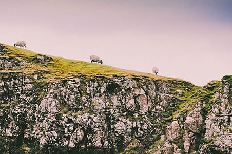 sheeps standing on cliff thumbnail