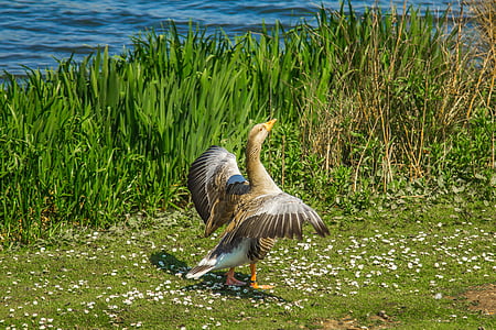 brown bird standing on grass field thumbnail