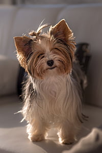 depth of field photograph of Shih Tsu thumbnail