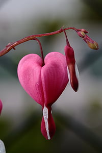 selective focus photography of pink flower thumbnail