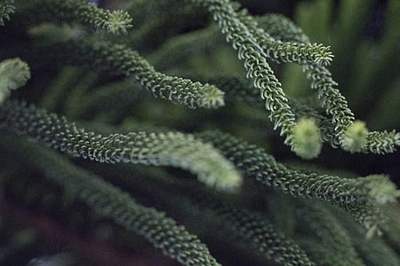 close up photography of green pine tree leaves at daytime thumbnail