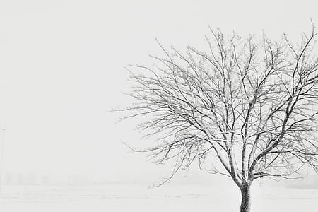 tree covered with snow thumbnail