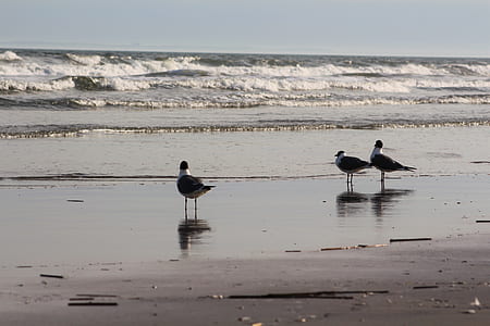 three black-and-white birds by the beach thumbnail