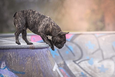 gray fawn pug thumbnail