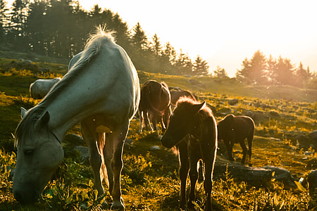 horses feeding on grasses during daytime thumbnail