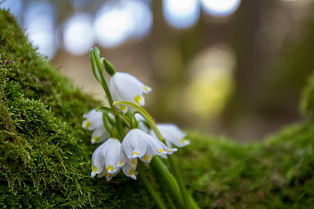 closeup photo of white 5-petaled flowers thumbnail