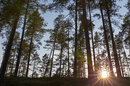 green tree lines at golden hour thumbnail