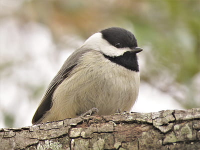 white and black bird on tree bark thumbnail