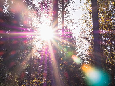 sun raise in forest thumbnail