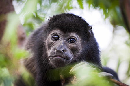 Photography Of Black Monkey thumbnail