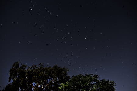 green leafed trees under sky with stars at night thumbnail