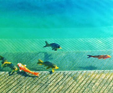 assorted-color koi fish swimming in water thumbnail
