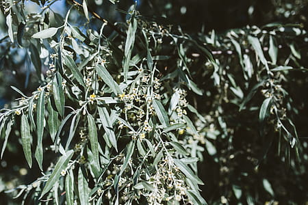 Close up of tree, Nessebar, Black Sea, Bulgaria thumbnail