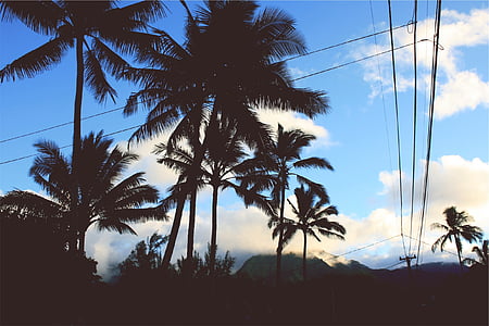 coconut, trees, day, time, palm trees, blue thumbnail