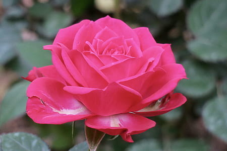 selective focus photo of pink rose thumbnail