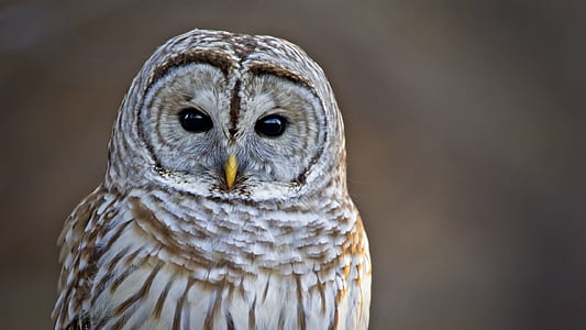 close up photography of gray and brown owl thumbnail