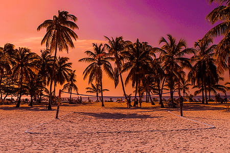 gray coconut trees near the volleyball net thumbnail