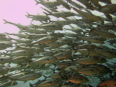 gray fishes thumbnail