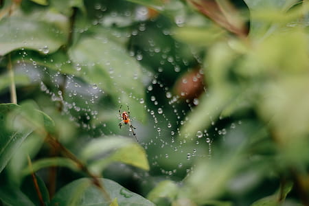photo of spider in cobweb thumbnail