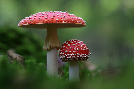 two red and white mushrooms thumbnail
