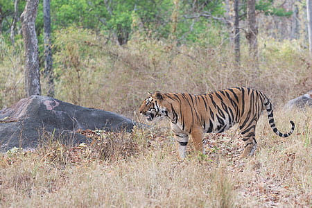 tiger near tree thumbnail
