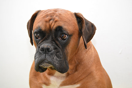 adult fawn boxer thumbnail
