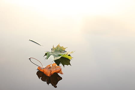 two green and red maple leaves thumbnail