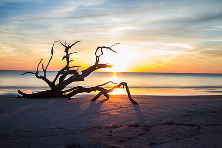 driftwood on shoreline during sunrise thumbnail