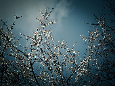 white leafed tree under white sky at daytime thumbnail