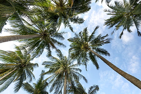 low angle photography of coconut trees thumbnail