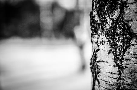 grayscale photo of tree trunk selective focus photography thumbnail