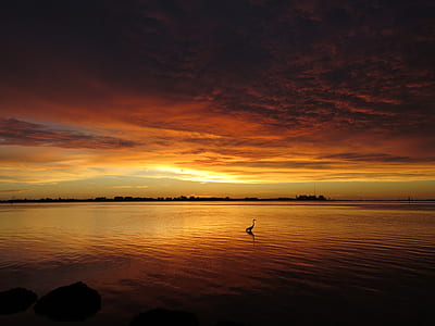 silhouette of a bird during sunset thumbnail