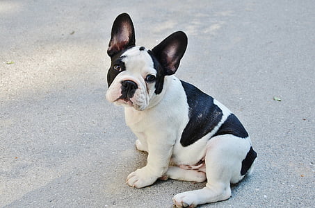 black and white Boston terrier puppy on focus photo thumbnail