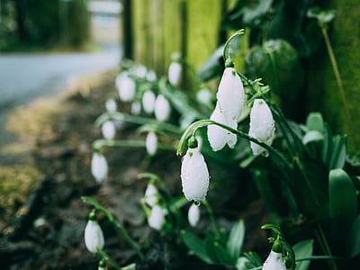 tilt shift lens photography of white flower thumbnail
