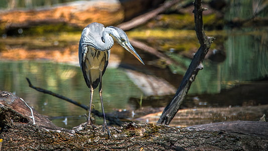 shallow focus photography of gray bird thumbnail
