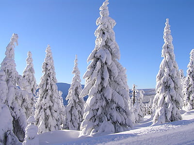snow covered pine trees during winter thumbnail