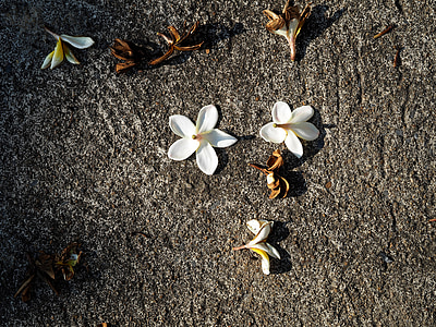 two white 5-petaled flowers on gray surface thumbnail