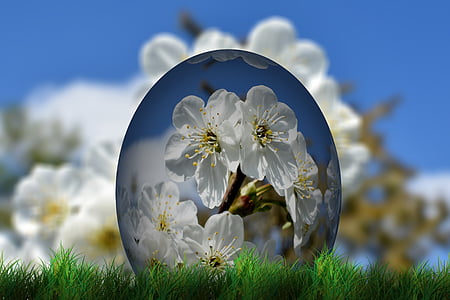 shallow focus photography of white flowers thumbnail