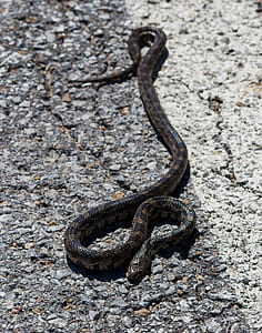 black and brown snake thumbnail