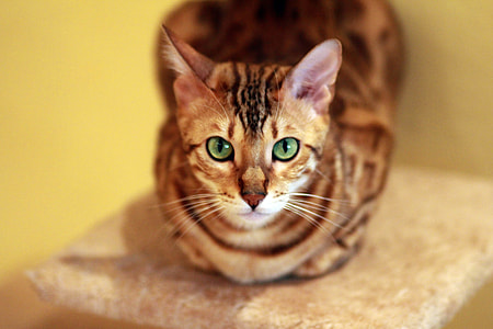photo of brown cat sitting on cat pole thumbnail